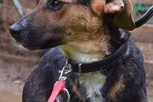 Fiodor - pokorny, uległy, kochany psiak :)