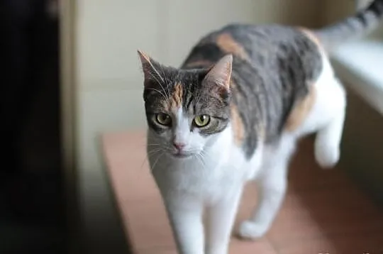 Mała - trikolorowa, łagodna koteczka szuka domu