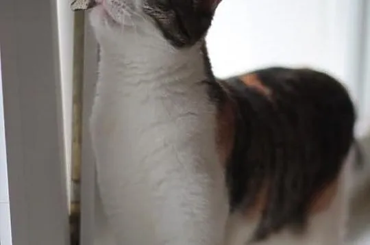 Mała - trikolorowa, łagodna koteczka szuka domu