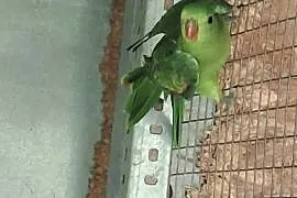 Papugi