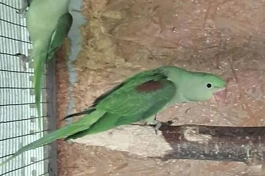 Papugi, Małopolskie, Koźmice Wielkie