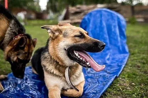 Jestem HENIA i nie mam domu. Adoptujesz mnie? poko