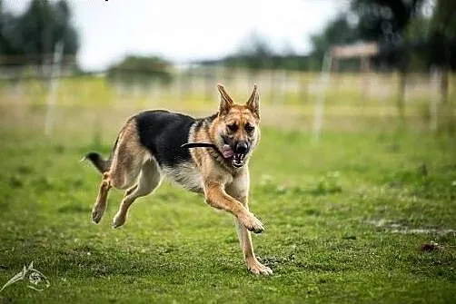 Jestem HENIA i nie mam domu. Adoptujesz mnie? poko