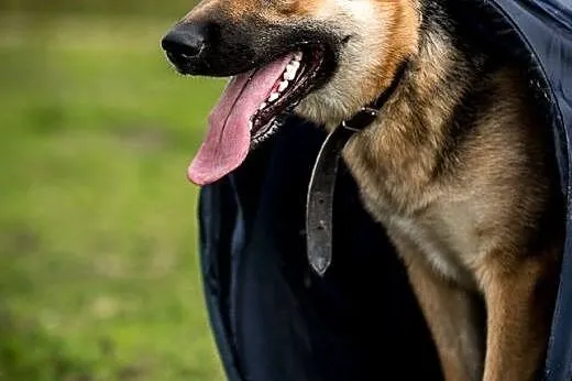 Jestem HENIA i nie mam domu. Adoptujesz mnie? poko