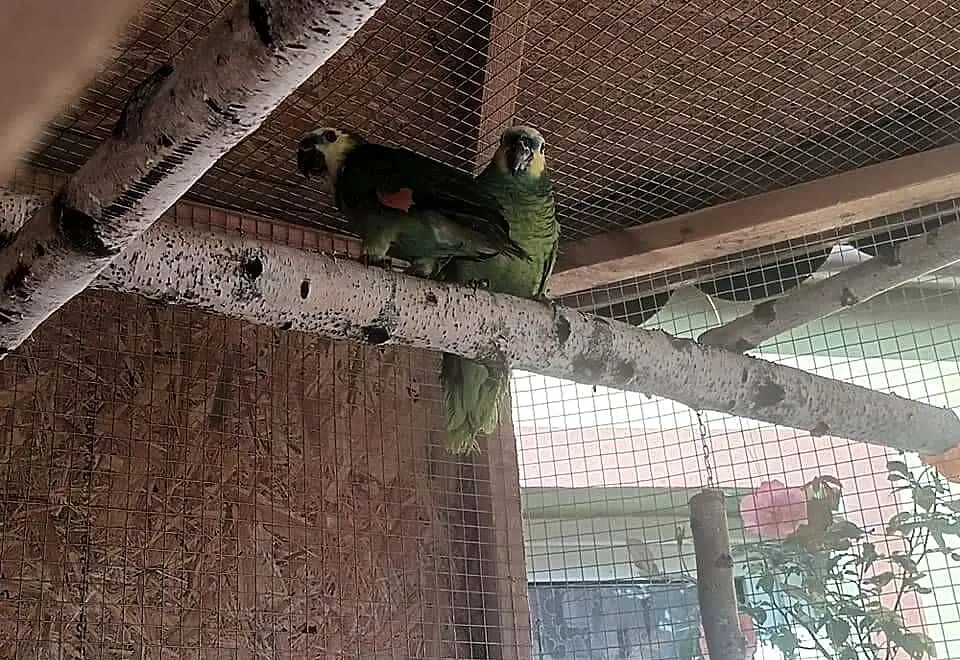 Papuga Amazonka, Pomorskie, Prabuty