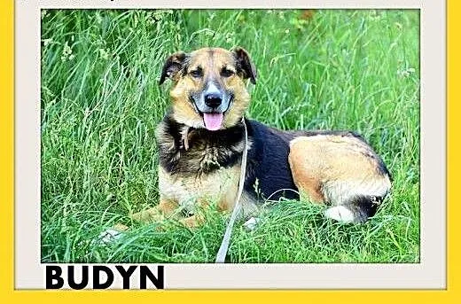 BUDYŃ,duży,przyjazny,spokojny,łagodny pies.ADOPCJA