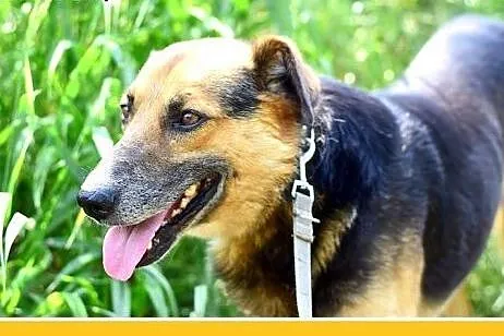 BUDYŃ,duży,przyjazny,spokojny,łagodny pies.ADOPCJA