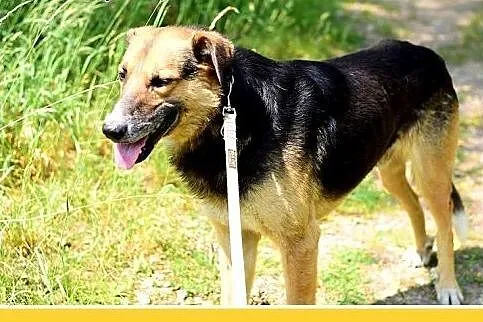 BUDYŃ,duży,przyjazny,spokojny,łagodny pies.ADOPCJA