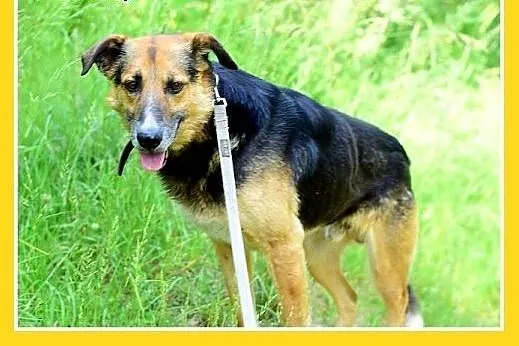 BUDYŃ,duży,przyjazny,spokojny,łagodny pies.ADOPCJA
