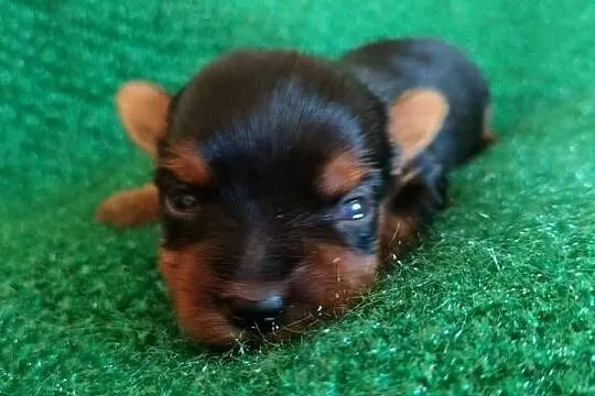 Pieski Yorkshire terrier do rezerwacji