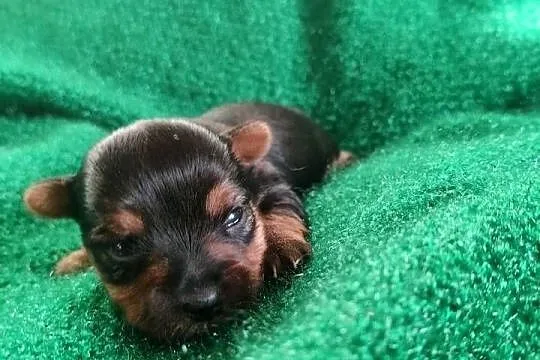 Pieski Yorkshire terrier do rezerwacji, Kujawsko-pomorskie, Łążynek