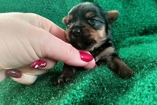 Pieski Yorkshire terrier do rezerwacji, Kujawsko-pomorskie, Łążynek