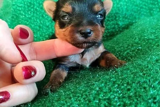 Pieski Yorkshire terrier do rezerwacji, Kujawsko-pomorskie, Łążynek