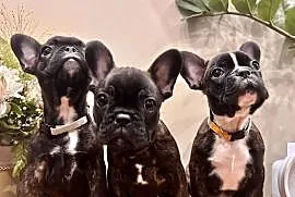 Buldog francuski