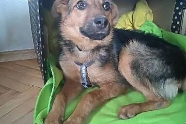 Hermiona - na kolanka, taka z niej przytulanka ;),