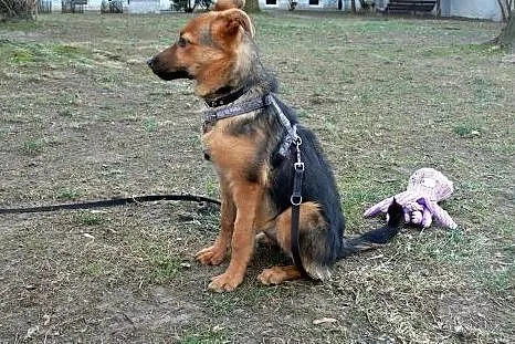 Hermiona - na kolanka, taka z niej przytulanka ;),
