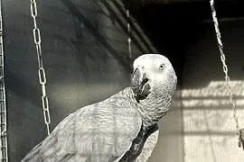 Żako kongijskie piękna dorosła samiczka .