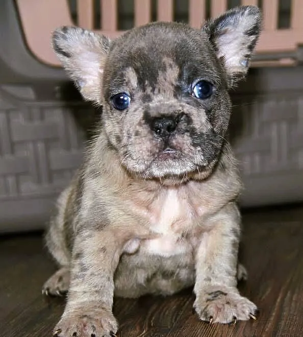 Buldog Francuski maluchy Blue-Merle, Opolskie, Kędzierzyn-Koźle