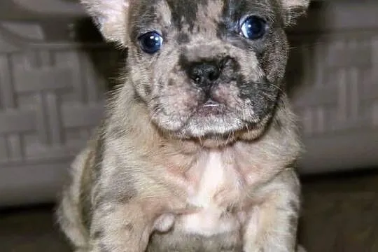 Buldog Francuski maluchy Blue-Merle, Opolskie, Kędzierzyn-Koźle