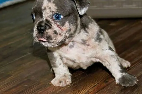 Buldog Francuski maluchy Blue-Merle, Opolskie, Kędzierzyn-Koźle
