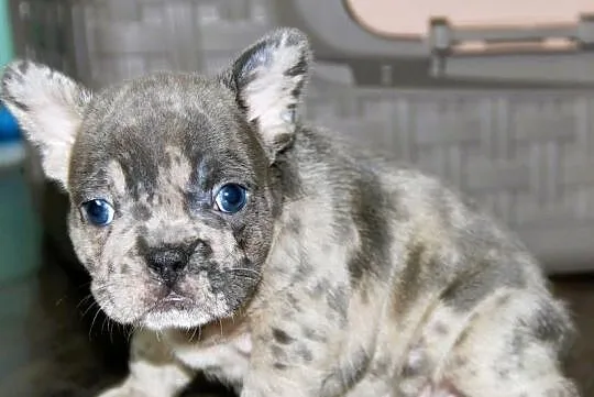 Buldog Francuski maluchy Blue-Merle, Opolskie, Kędzierzyn-Koźle