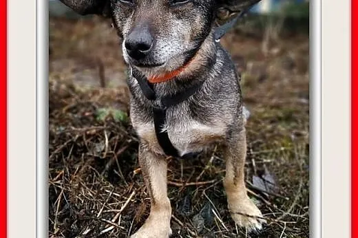 Z domu tymczas.2lata,mały,łagodny,delikatny,szczepiony piesek GACEK.ADOPCJA,  mazowieckie Warszawa