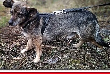 Z domu tymczas.2lata,mały,łagodny,delikatny,szczepiony piesek GACEK.ADOPCJA,  mazowieckie Warszawa, Mazowieckie, Warszawa