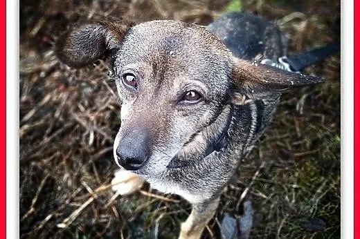 Z domu tymczas.2lata,mały,łagodny,delikatny,szczepiony piesek GACEK.ADOPCJA,  mazowieckie Warszawa, Mazowieckie, Warszawa