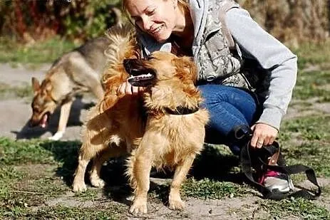 Czy ktoś szuka takiego psa jak Rudolf,  łódzkie Sk