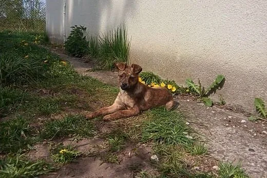 ok 4 miesięczna mikro sunia,  małopolskie Kraków