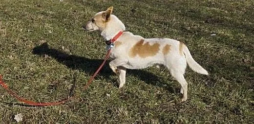 Świtek do adopcji. , mazowieckie Warszawa