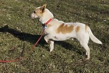 Świtek do adopcji. ,  mazowieckie Warszawa