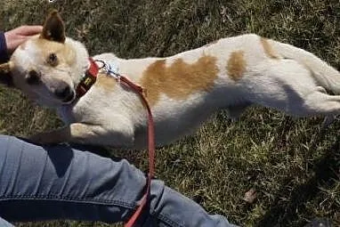Świtek do adopcji. ,  mazowieckie Warszawa