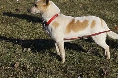 Świtek do adopcji. ,  mazowieckie Warszawa