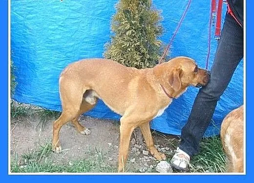 Bokser mix,przyjazny,spokojny,zrównoważony pies KA