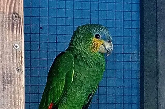Amazonka modrobrewa kurika