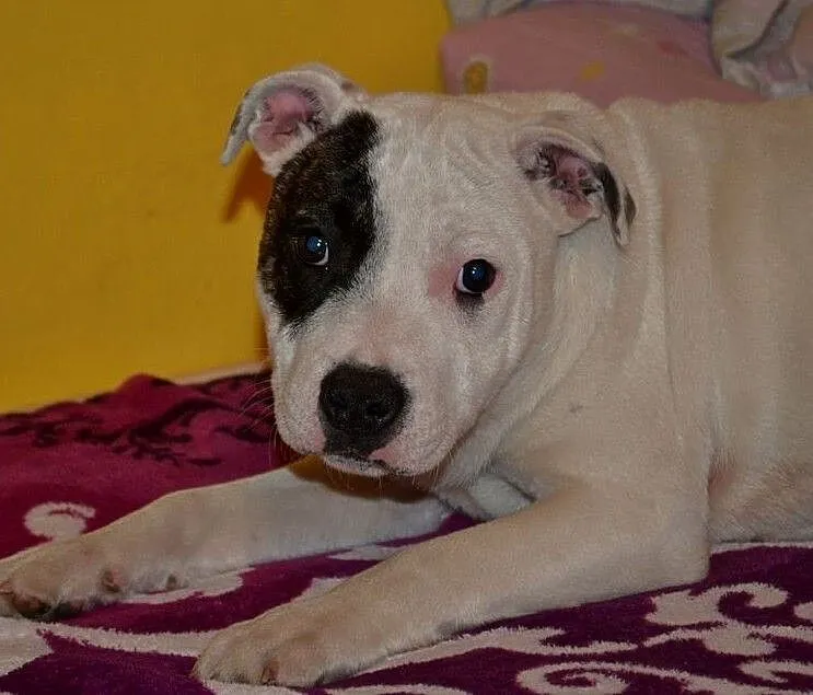 Staffordshire Bull Terrier Piękne Szczenięta, Łódzkie, Łowicz
