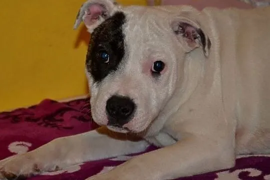 Staffordshire Bull Terrier Piękne Szczenięta, Łódzkie, Łowicz