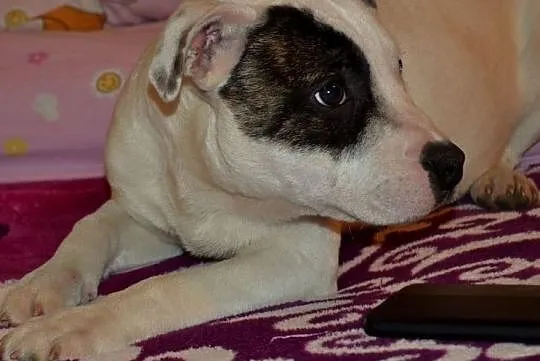 Staffordshire Bull Terrier Piękne Szczenięta, Łódzkie, Łowicz