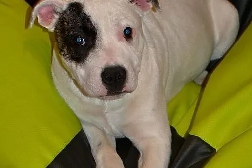 Staffordshire Bull Terrier Piękne Szczenięta, Łódzkie, Łowicz