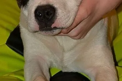 Staffordshire Bull Terrier Piękne Szczenięta, Łódzkie, Łowicz