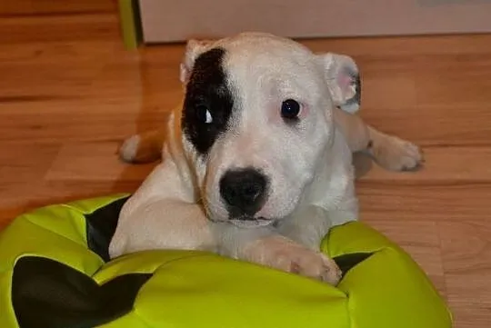 Staffordshire Bull Terrier Piękne Szczenięta, Łódzkie, Łowicz