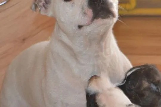 Staffordshire Bull Terrier Piękne Szczenięta, Łódzkie, Łowicz