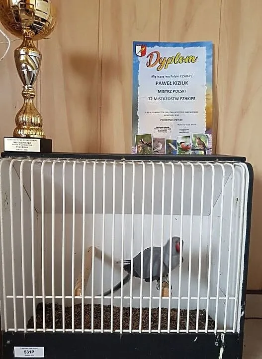 aleksandretta obrożna aleksandretty obrożne możliwa wysyłka Pocztą Polską, , Lubin