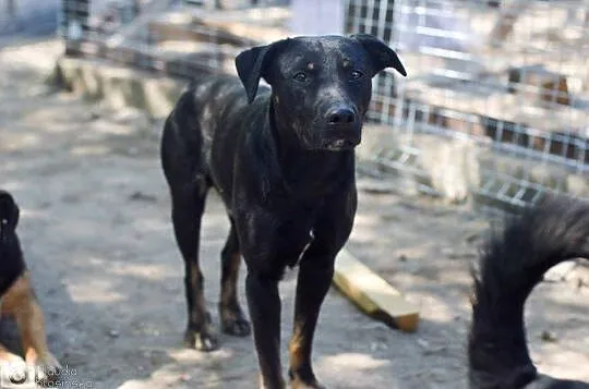Młody, przyjazny i skory do zabaw Bambo ADOPCJA