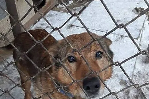 Młody Poter, ułożony, dzieciolubny psiak w typie OWCZARKA adopcja,  Kundelki cała Polska