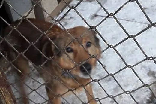 Młody Poter, ułożony, dzieciolubny psiak w typie O