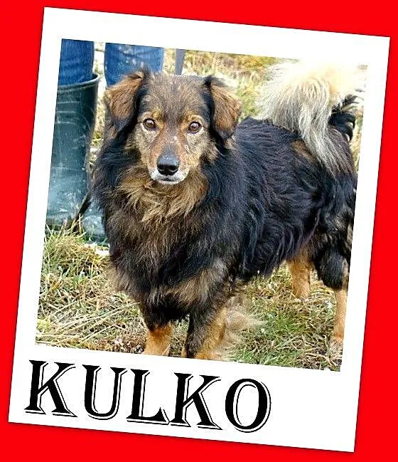 12 kg,wesoły psiak KULKO,przytulaśny,sympatyczny,k