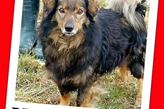 12 kg,wesoły psiak KULKO,przytulaśny,sympatyczny,k
