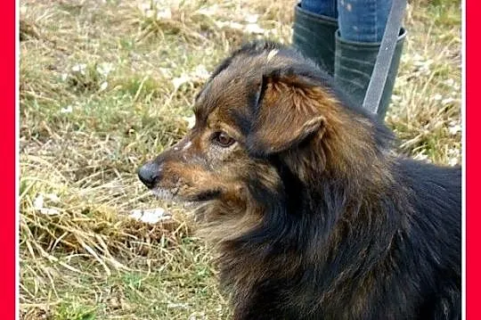 12 kg,wesoły psiak KULKO,przytulaśny,sympatyczny,k